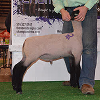 Scmillen Winners
