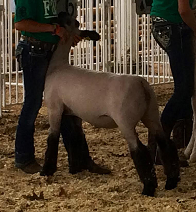 Schmillen Club Lambs